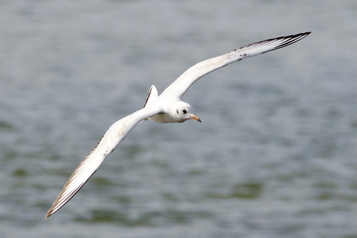 Gastbeitrag: Persönlicher Bezug zu Francis A. Schaeffer