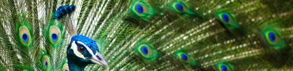 Ein Pfau in seiner Pracht mit ausgebreitetem Gefieder. Das Thema des Blogartikels ist: Hochmut.