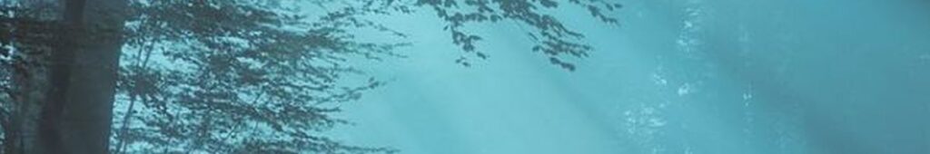 Sonnenstrahlen fallen in den Wald - es geht um eine Liebesbeziehung Gottes zu den Menschen und von uns zu ihm.