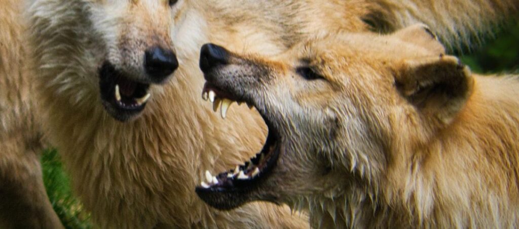 Ein Wolf droht dem anderen mit aufgerissenem Maul -- es sind Machtkämpfe im Rudel. Thema des Blogbeitrags:  Neid