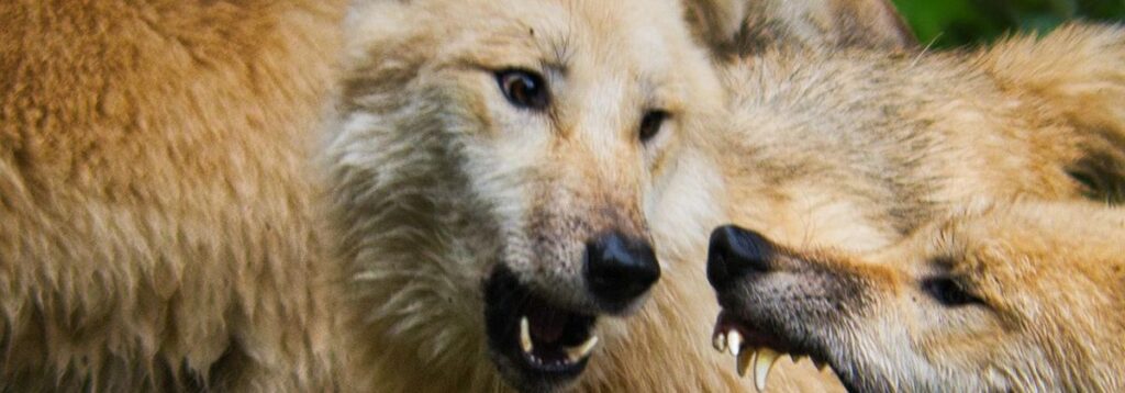 Auf dem Foto: Zwei Wölfe knurren sich ein, einer hat sein Maul geöffnet und zeigt seine eindrucksvollen Zähne.  -- Das Thema de Blogneitrags ist: Neid.
