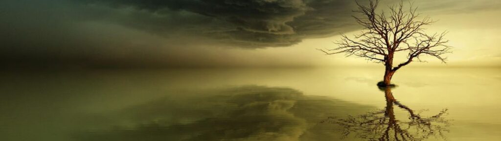 Im Wasser stehender Baum bei sehr viel Licht