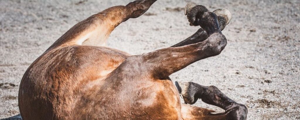 Gestürztes Pferd. 
Prüft alles und fallt nicht vom Pferd runter.