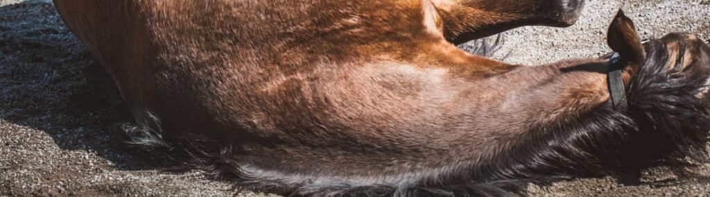 Umliegendes Pferd nach dem Sturz. Prüft alles.