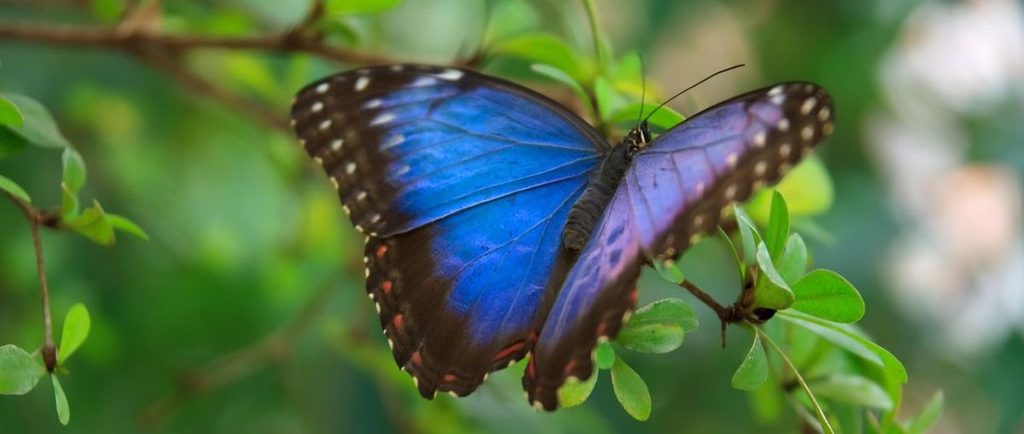blauer Schmetterling